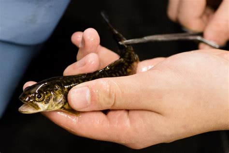 Lake Superior Whitefish [IMAGE] | EurekAlert! Science News Releases