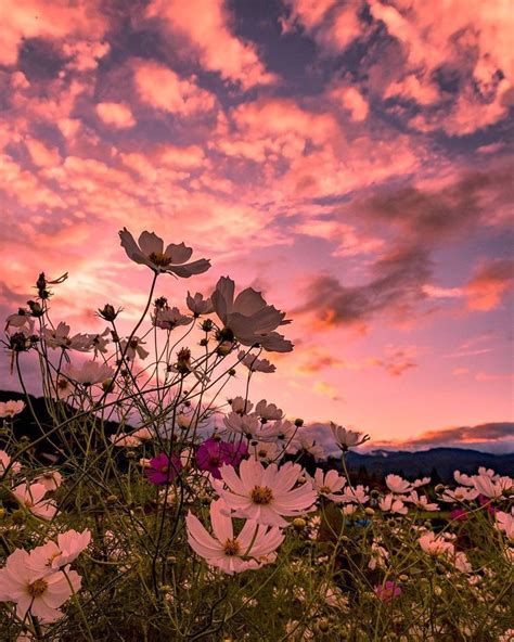 Sunset over Mountains with Pink and White Flowers