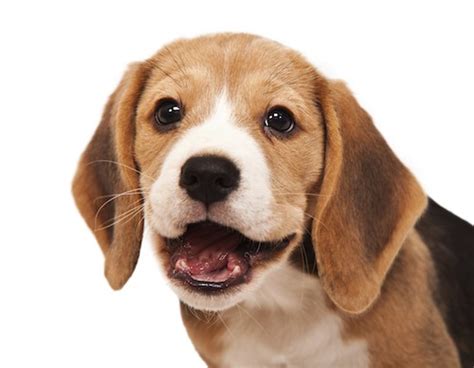 How to Brush a Beagle’s Teeth | Dog Grooming Tutorial