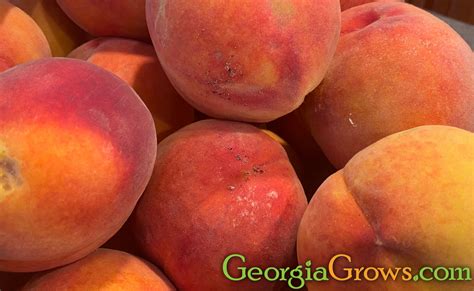 Peaches – Georgia Grows