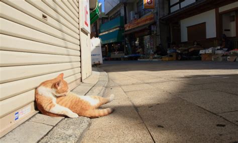 The 11 Cat Islands of Japan | All About Japan