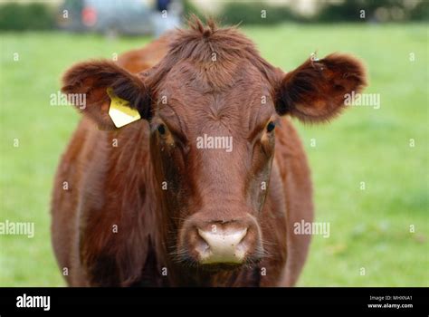 Beef shorthorn cow hi-res stock photography and images - Alamy