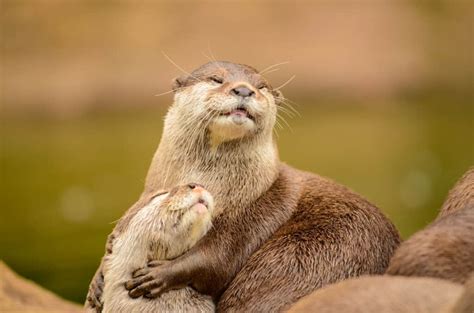 Otters as Pets: 5 Pros and 5 Cons Potential Owners Should Know - A-Z Animals