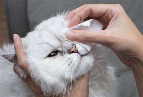 How to Recognize and Treat Cat Conjunctivitis - Companion Animal Hospital of Lewisburg TN