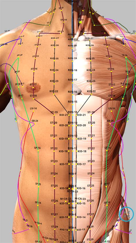 Acupoint 4 | Agopuntura, Agopressione, Mappe per lettura della mano