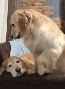 Pet GIFs | Tenor