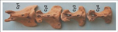 Coccygeal vertebrae showing spinous process (1), anterior articular... | Download Scientific Diagram