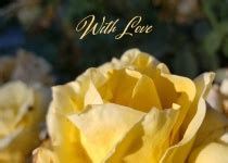 Yellow Rose Flower Greeting Free Stock Photo - Public Domain Pictures