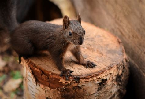 Brown and White Mice · Free Stock Photo