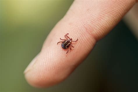 11 tick borne diseases you need to know about this summer – Artofit