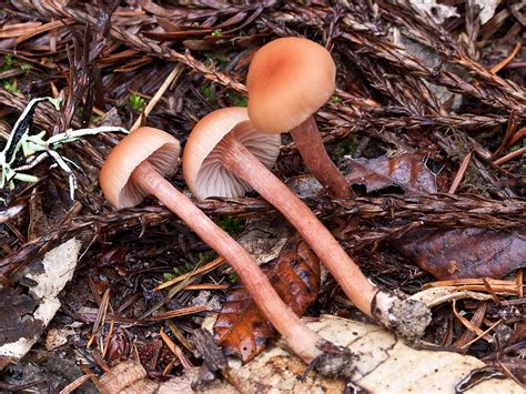 California Fungi: Laccaria laccata