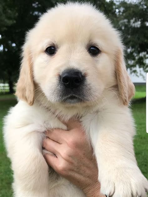 Dogs for Sale: Golden Retriever Puppies for Your Delight