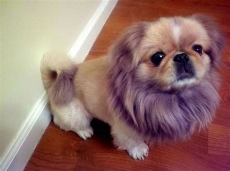 15 Best Pekingese Haircut Styles For 2020 | Pekingese haircut, Pekingese dogs, Pekingese