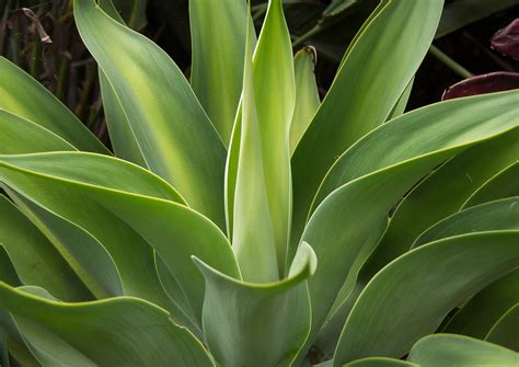 Foliage Plants - Evergreen foliage plants | Audrey's Plantmania | Page 2 / Foliage refers to the ...