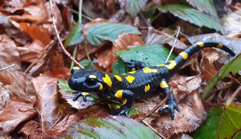 Fire Salamander | The Animal Facts | Appearance, Diet, Habitat, Behavior