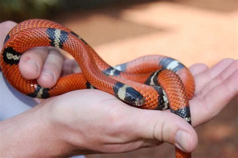 Sinaloan Milk Snake Care Sheet (Complete Guide) - ReptileHow.com