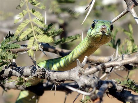 Small amounts of venom from the boomslang can cause hemorrhaging and ...