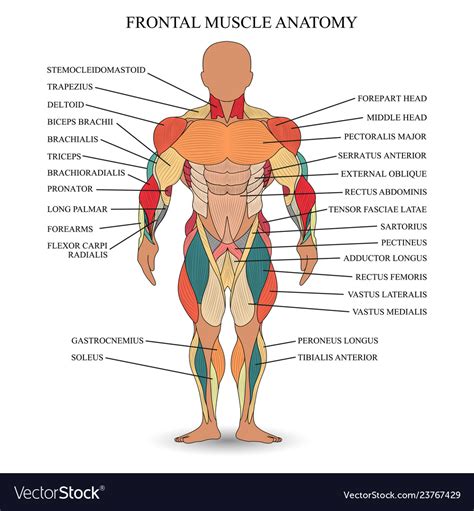 Muscle anatomy Royalty Free Vector Image - VectorStock