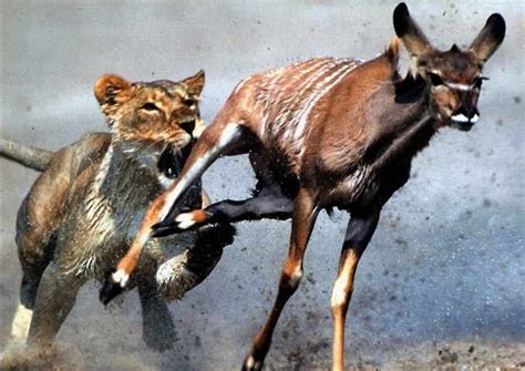 A lioness chasing after a gazelle for food. | Fotografia di animali ...