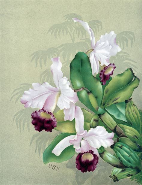 Orchid Flowers Painting Free Stock Photo - Public Domain Pictures