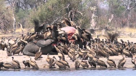 Imvelo Safari Lodges - Vultures feeding on an elephant - YouTube