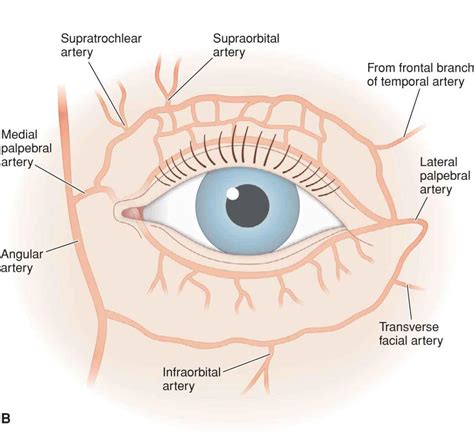 Eyelid Anatomy — Ophthalmology Review