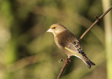 Female Greenfinch? - ZooChat