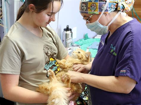 Twin Ports Spay and Neuter lands back on feet after relocation - Duluth News Tribune | News ...