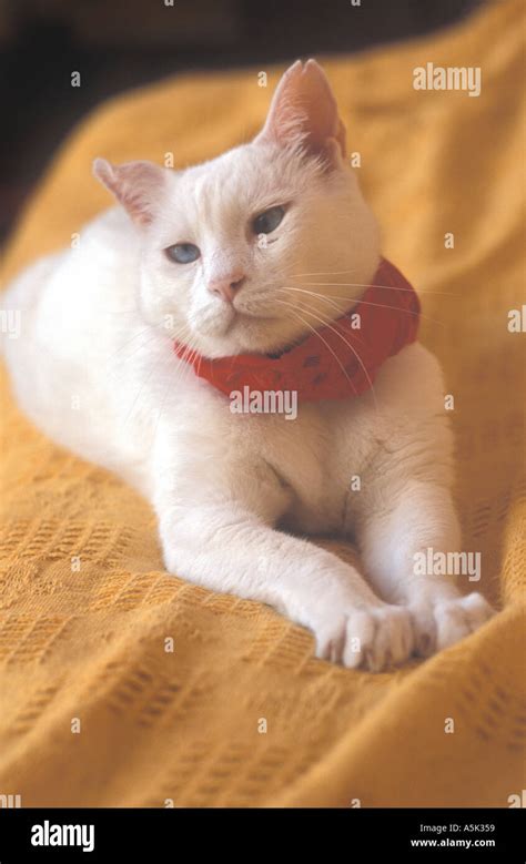 Male foreign white Siamese cat Stock Photo - Alamy