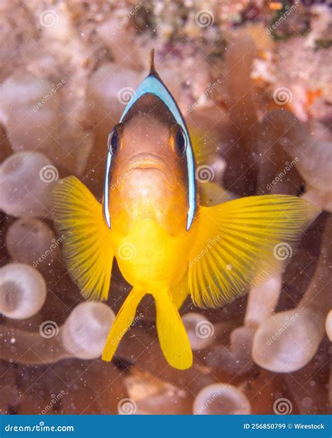 Closeup Shot of a Clownfish at a Coral Reef Stock Image - Image of ...