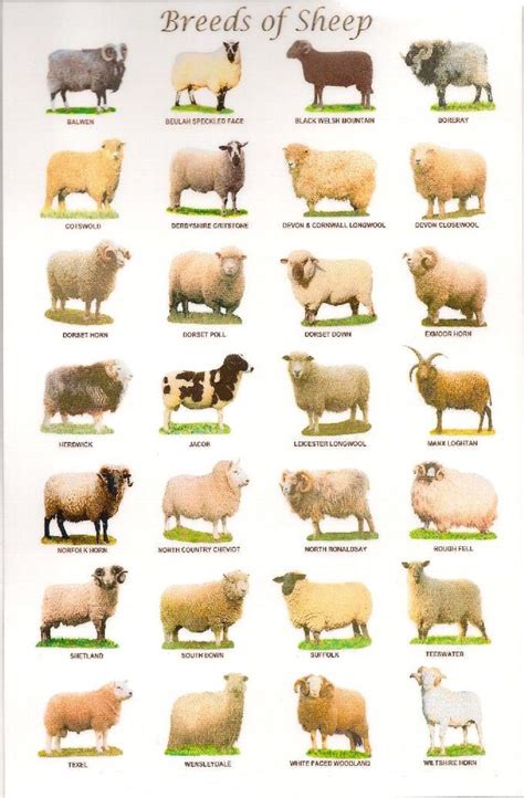 Sheep breeds in the United Kingdom - There are over 60 distinct breeds of sheep in the United ...