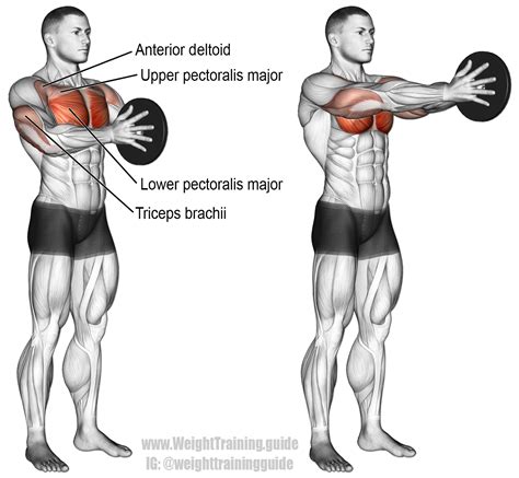 Svend press exercise instructions and video | Weight Training Guide ...