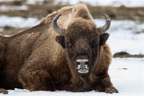 European Bison Bison Bonasus in Natural Habitat in Winter Stock Photo - Image of romania, face ...