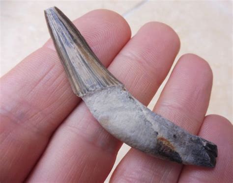 Fossil Squalodon Whale Tooth Teeth for Sale. Aurora, USA | Megalodon ...