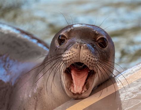 Ahonui | The Marine Mammal Center