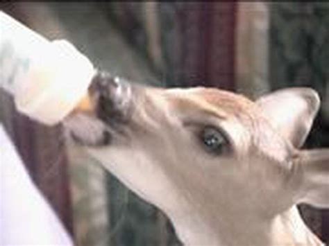 Names Suggested for Baby Deer