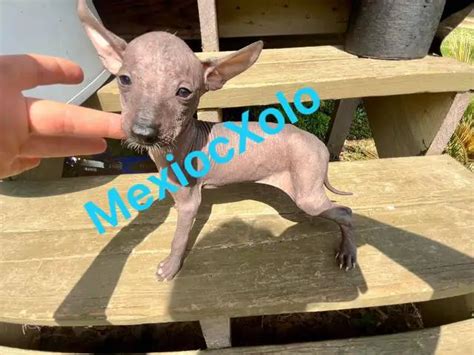 Mexican hairless Xolo puppies in Laredo - Puppies for Sale Near Me