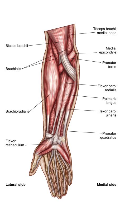 Brachial Muscles