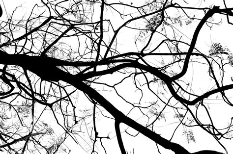 Tree Branches Free Stock Photo - Public Domain Pictures