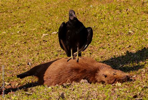 dead capybara with predator Urubu, Vulture Stock Photo | Adobe Stock