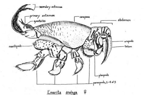 Crustacea - Classe Malacostraca, Subclasse Eumalacostraca (Ordem: Decapoda, Emerita sp ...