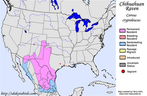 Chihuahuan Raven - Species Range Map