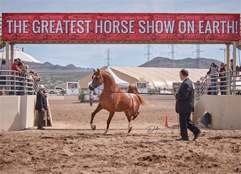 Scottsdale Arabian Horse Show 2023 - The Arabian Magazine