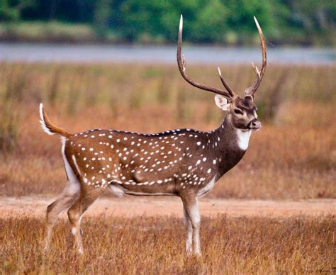 A handsome chital deer buck with impressive antlers. The species (Axis axis) lives in India, and ...