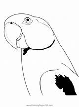 Cute Colourful Parrot Coloring Page For Kids  Free Parrots Printable sketch template