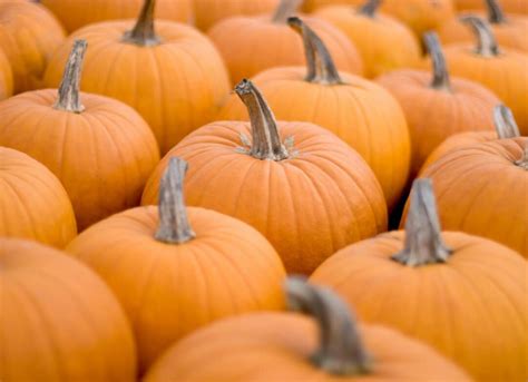 The 12 Best Pumpkin Patches in Massachusetts - Minneopa Orchards