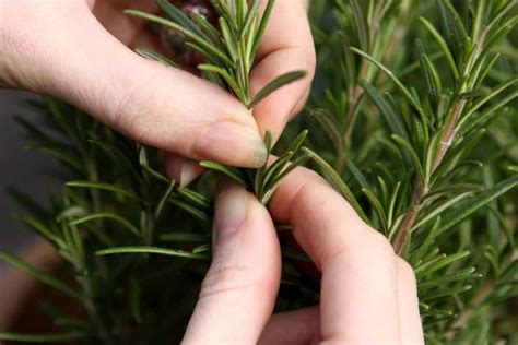 How To Harvest Rosemary [The RIGHT Way!]