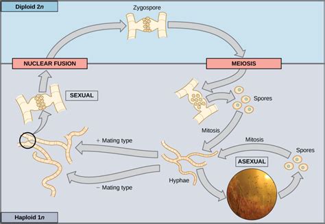 Sexual Reproduction | Biology I