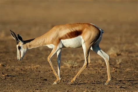 Springbok antelope — Stock Photo © EcoPic #1868568