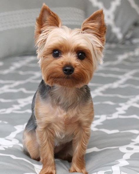 Pin em Yorkie puppy haircuts